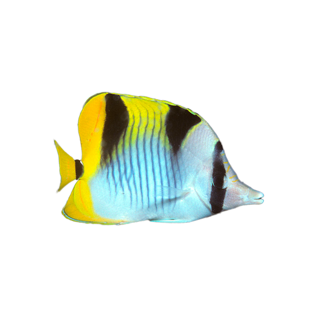 Imagem do peixe Borboleta Falcula